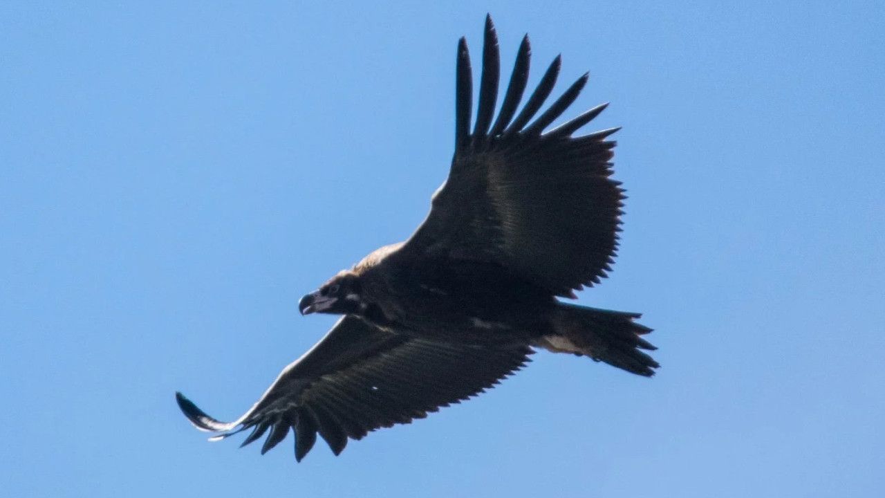 Ağrı Dağı’nın dev sakinleri objektife takıldı: Iğdır’da kara akbaba heyecanı
