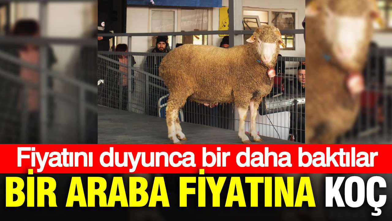Bir araba fiyatına koç: Fiyatını duyunca bir daha baktılar