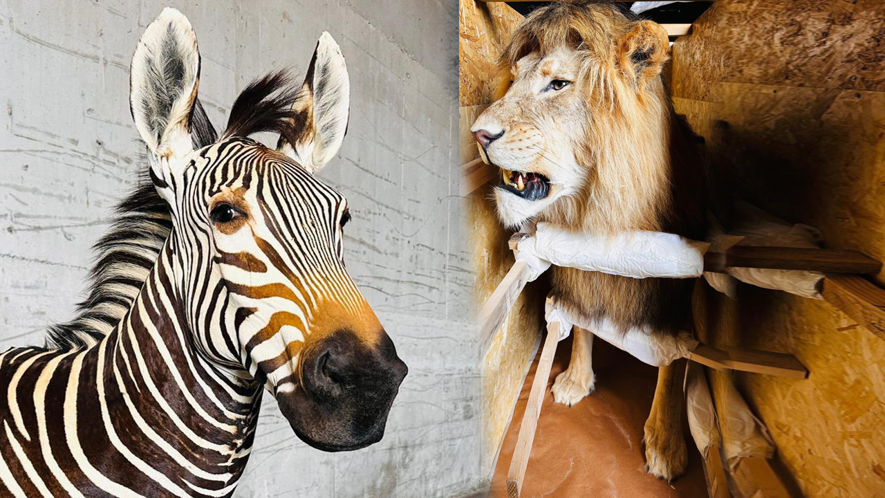 Dubai’den Gürcistan’a kaçakçılık operasyon: Trabzon Limanı’nda haraketli anlar