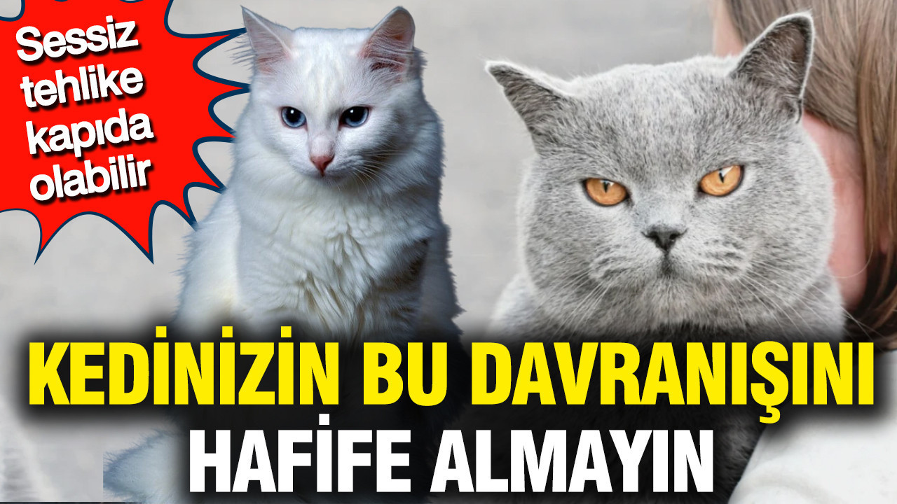Kedinizin bu davranışını hafife almayın: Sessiz tehlike kapıda olabilir