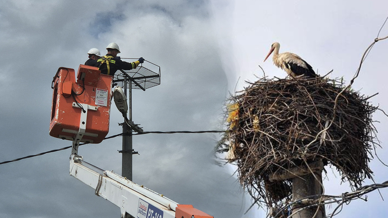 Leylekler için ölüm hattından güvenli yuva