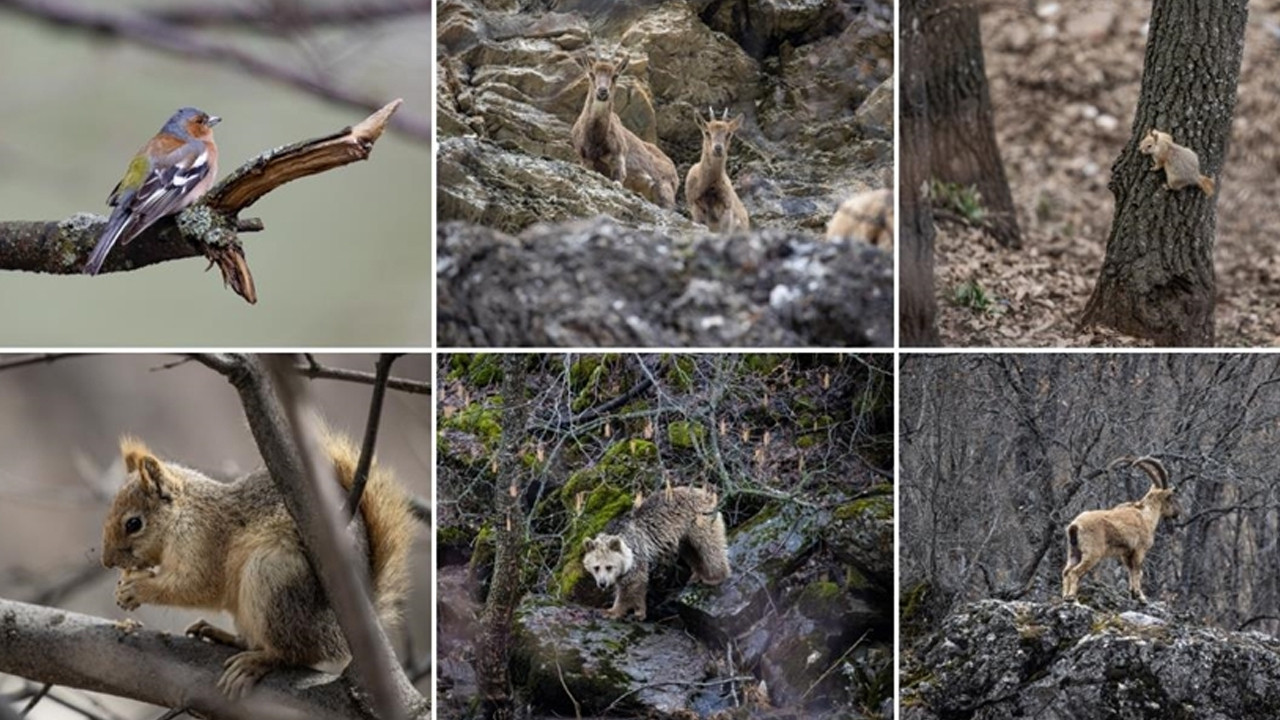 Munzur Vadisi birçok yaban hayvanına ev sahipliği yapıyor