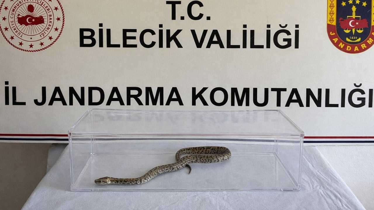 Nesli tükenmekte olan piton yılanı yakalandı
