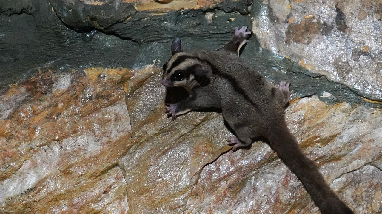 Bir koloninin kurtuluş öyküsü: Yüzleri sadece karanlıkta gülüyor