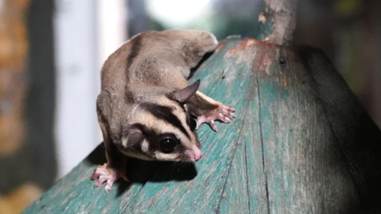 Kaçak bakılan 33 'uçan sincap' rehabilitasyonda