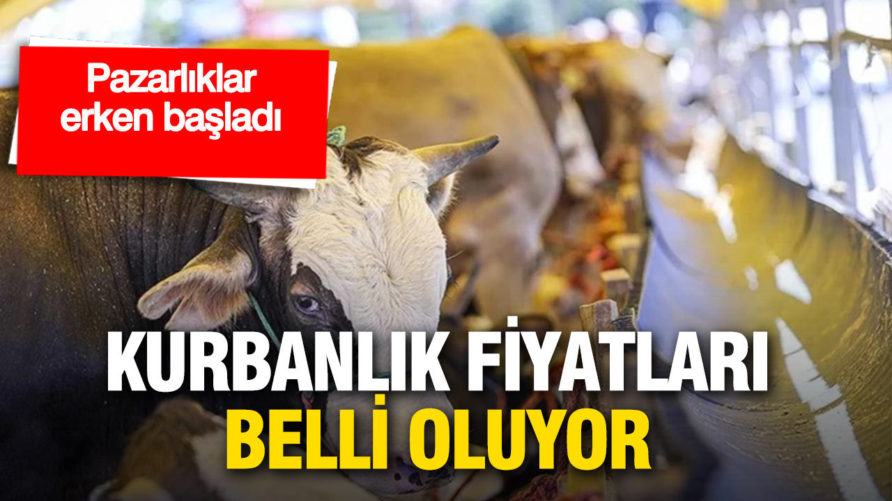 Kurbanlık fiyatları belli oluyor: Pazarlıklar erken başladı