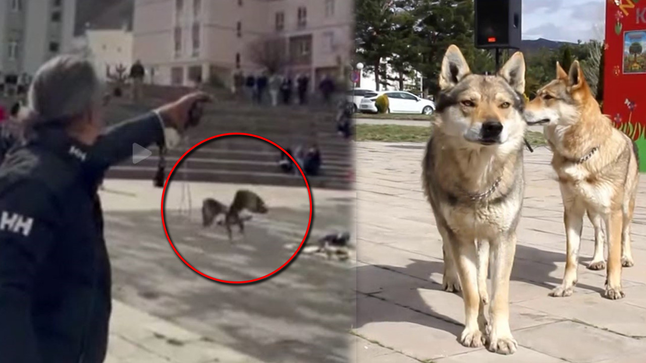 Kurtlar alanda gezdi, şahin havada uçtu: Sivas’taki gösteriler nefes kesti