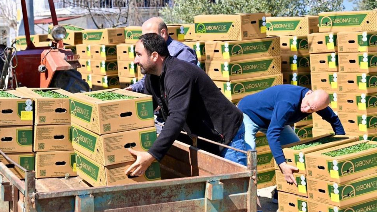 Manisa Büyükşehir’den çiftçiye yüzde 75 hibeli 73 bin domates fidesi desteği