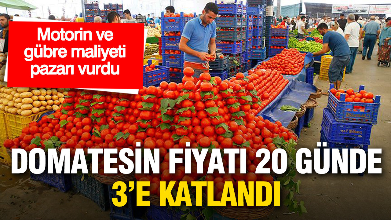 Motorin ve gübre maliyeti pazarı vurdu: Domatesin fiyatı 20 günde üçe katlandı