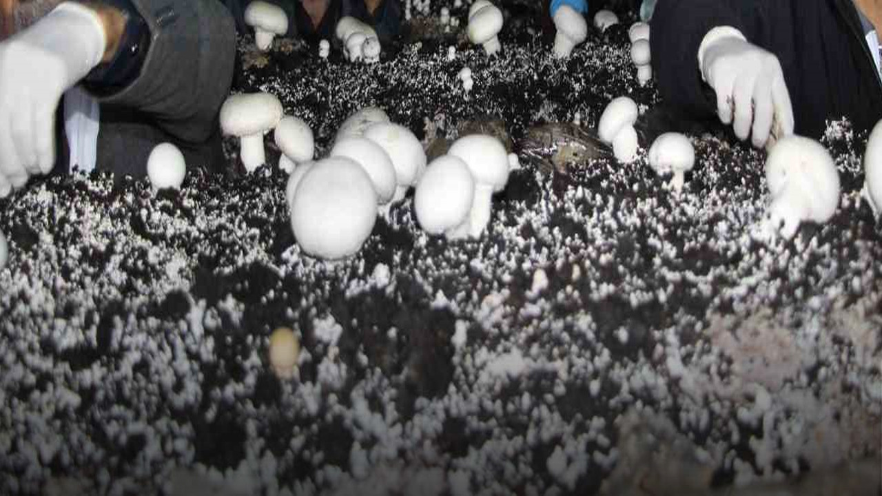 Yer altından sofralara: Mağara mantarı nasıl tüketilmeli?