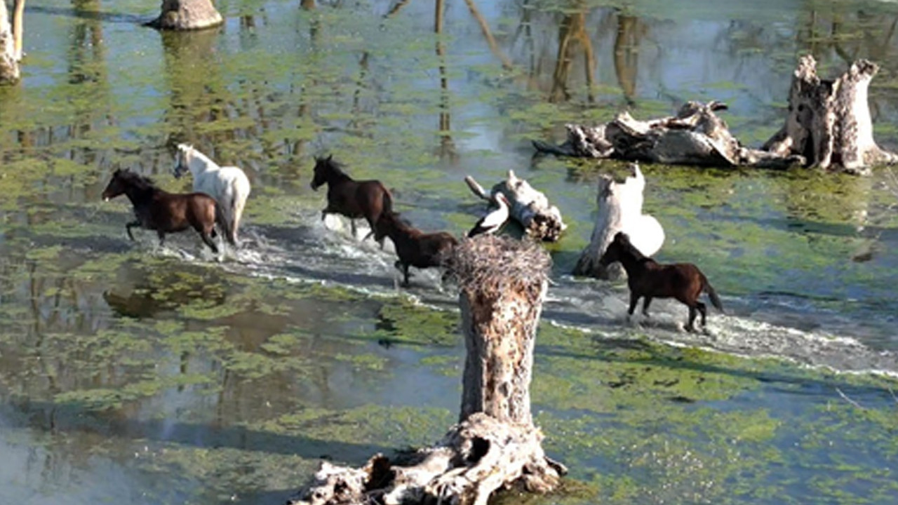 Görüntüler Teksas’dan değil Karadeniz’den: Vahşi Batının Kızılırmak Deltası