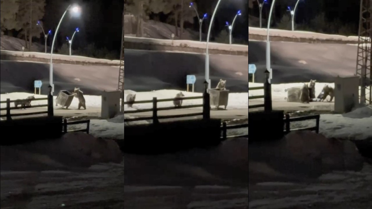 Anne ayı ve yavruları çöp konteynırında yiyecek ararken görüntülendİ