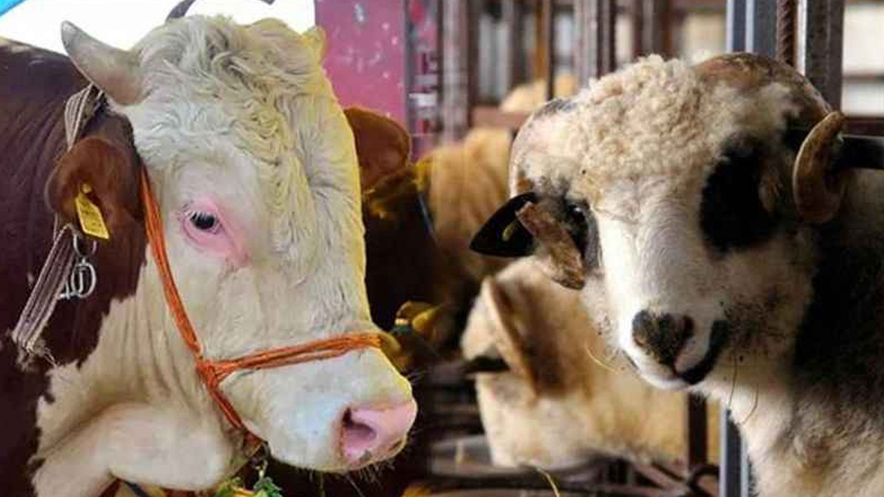 Kurbanlık satışları başladı: Fiyatları ne kadar oldu?