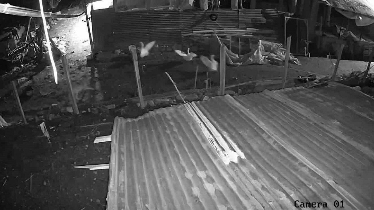 Malatya’da kümese giren kurt, kazı alıp kaçtı