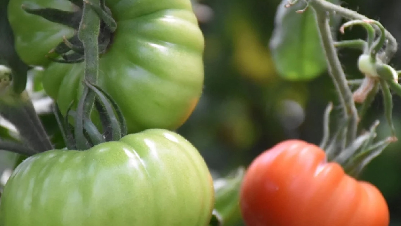 Tarladaki atık altına dönüştü: Domates sapından biyomalzeme