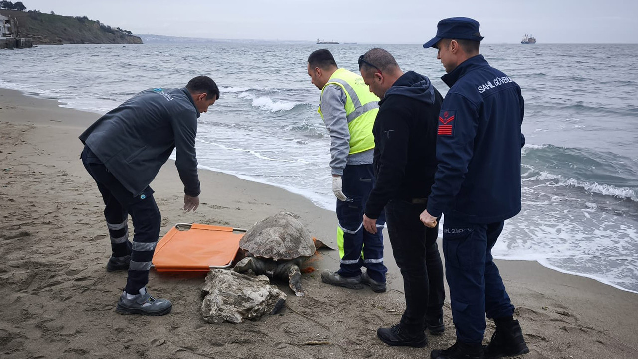 Tekirdağ sahilinde ölü caretta caretta bulundu