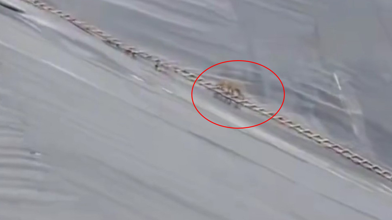 Yapay gölete düşen çakal merdivenle kurtarıldı