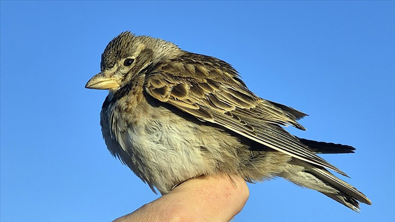 Aras Kuş Cenneti’nde tarihi an: Boğmaklı Toygar ilk kez halkalandı