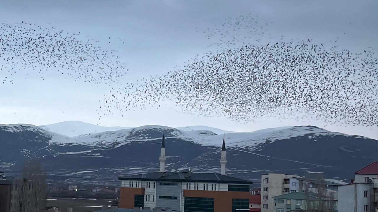 Binlerce kargadan gökyüzü şöleni