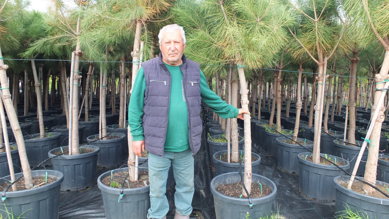 Emekli oldu, şehirden kaçtı: Fıstık çamıyla yeni bir hayat