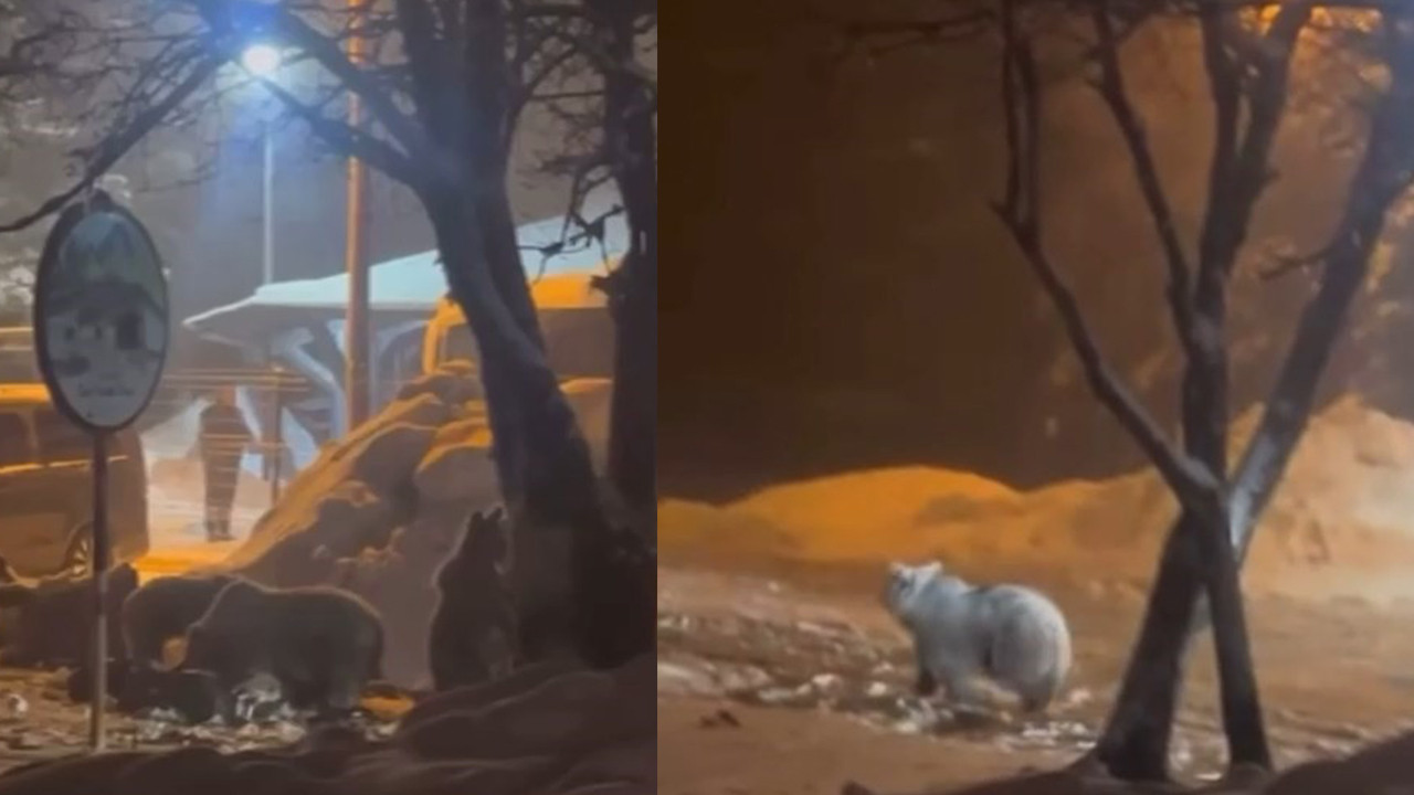 Kış uykusundan uyanan ayı ailesi yerleşim alanına indi