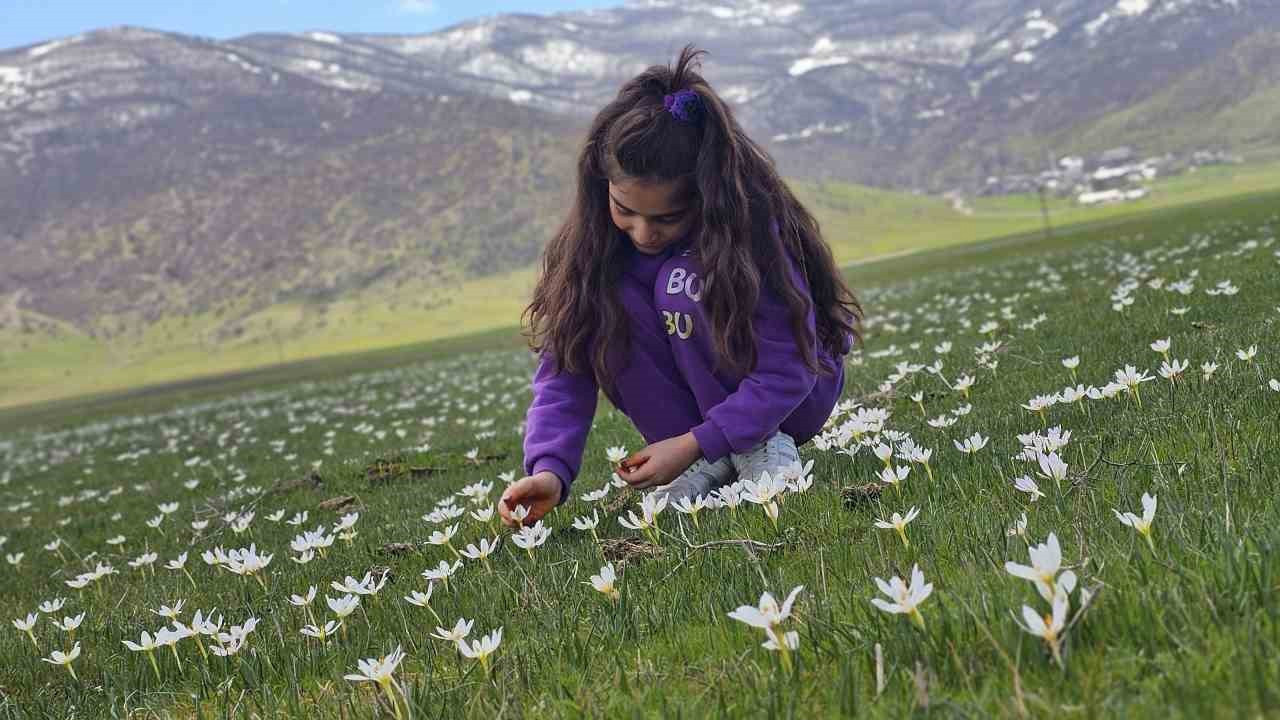 Muş Ovası çiğdemlerle renklendi