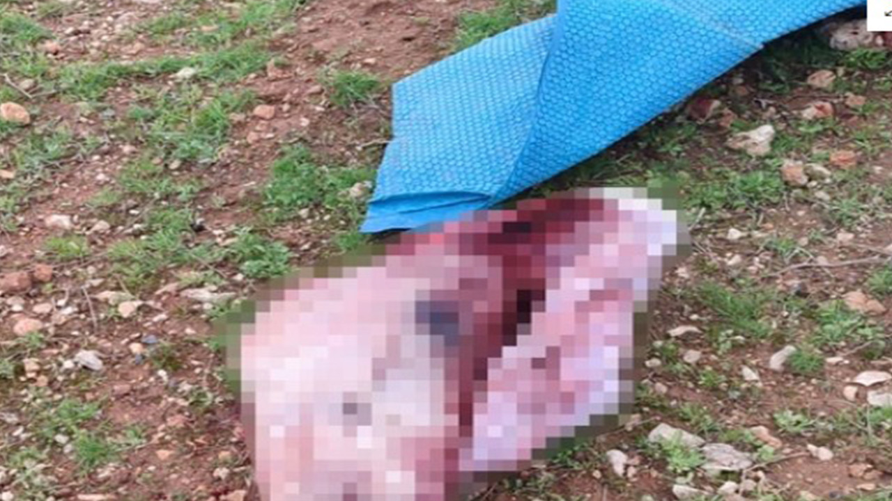 Çuvallarda kesilmiş at başı bulundu