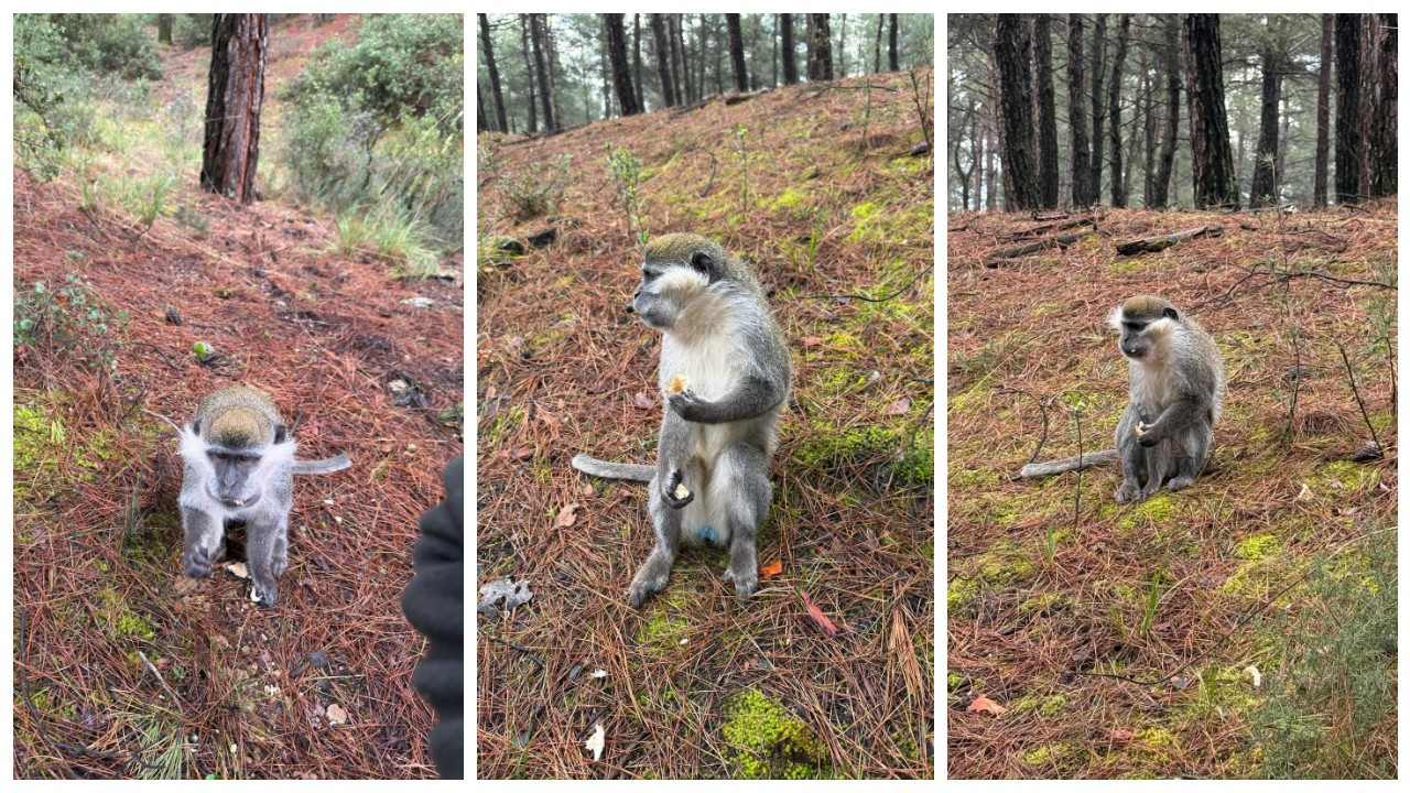 Mantar toplamak için gitti: Maymun buldu