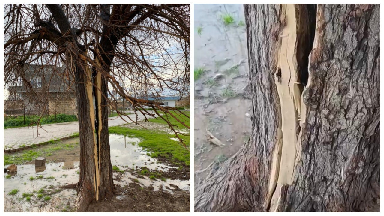 Mardin'de yıldırımın isabet ettiği ağaç ikiye bölündü