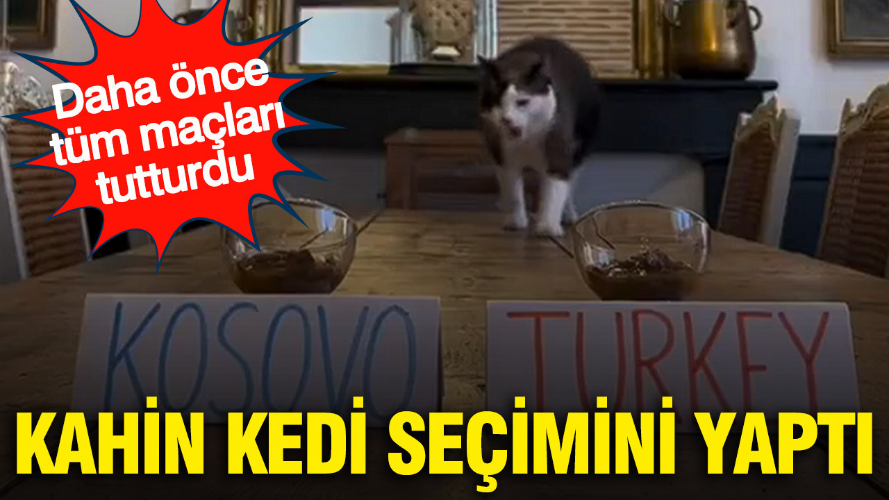 Tahminleri tutan kahin kedi Kosova-Türkiye maçı için seçimini yaptı