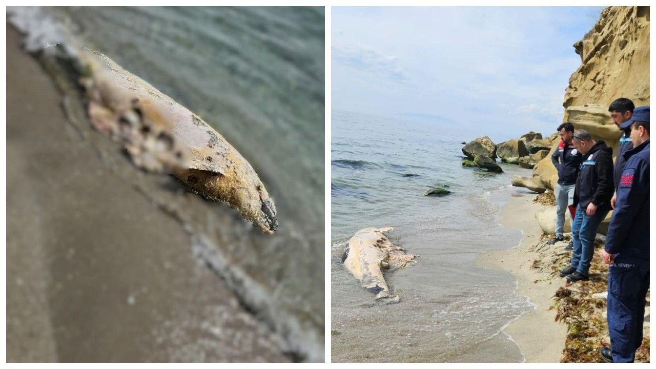 Tekirdağ'da sahile vurmuş cansız yunus balığı bulundu