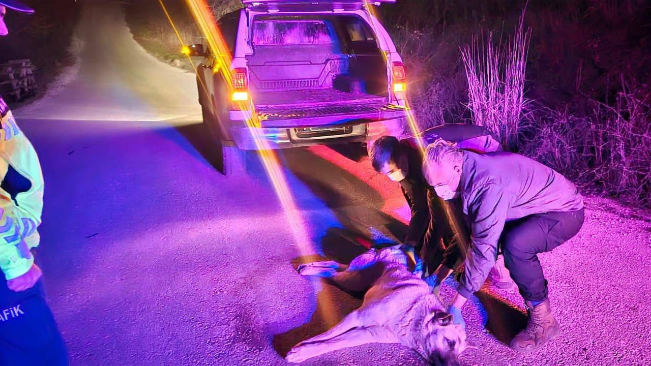 Bilecik’te yaralı köpek ihbarı ekipleri harekete geçirdi