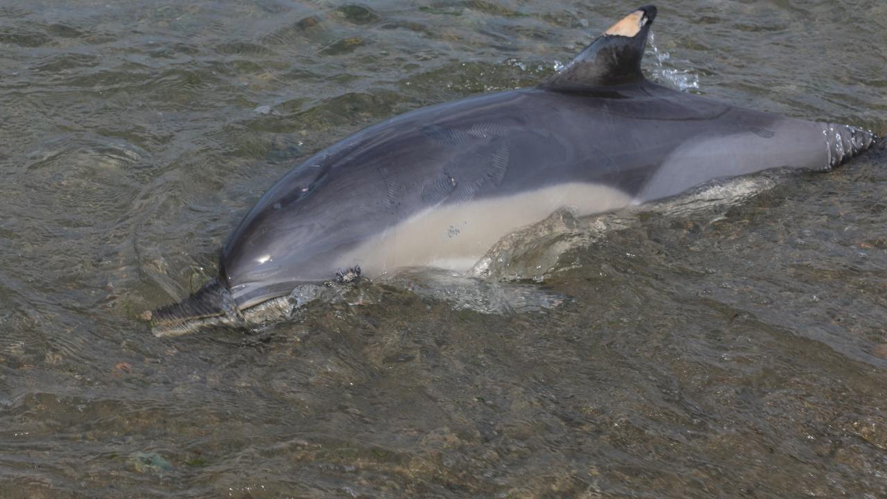 Karadeniz kıyısına ölü yunus vurdu