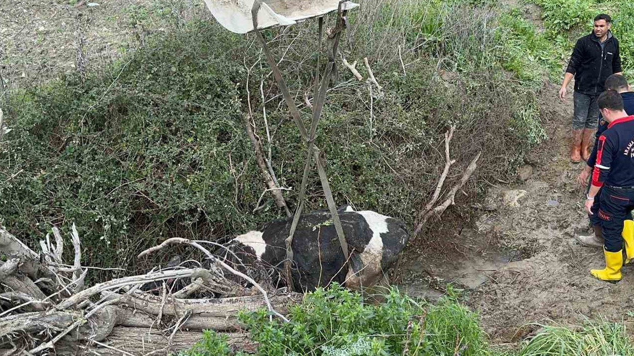 Su kanalına düşen inek itfaiye ekipleri tarafından kurtarıldı