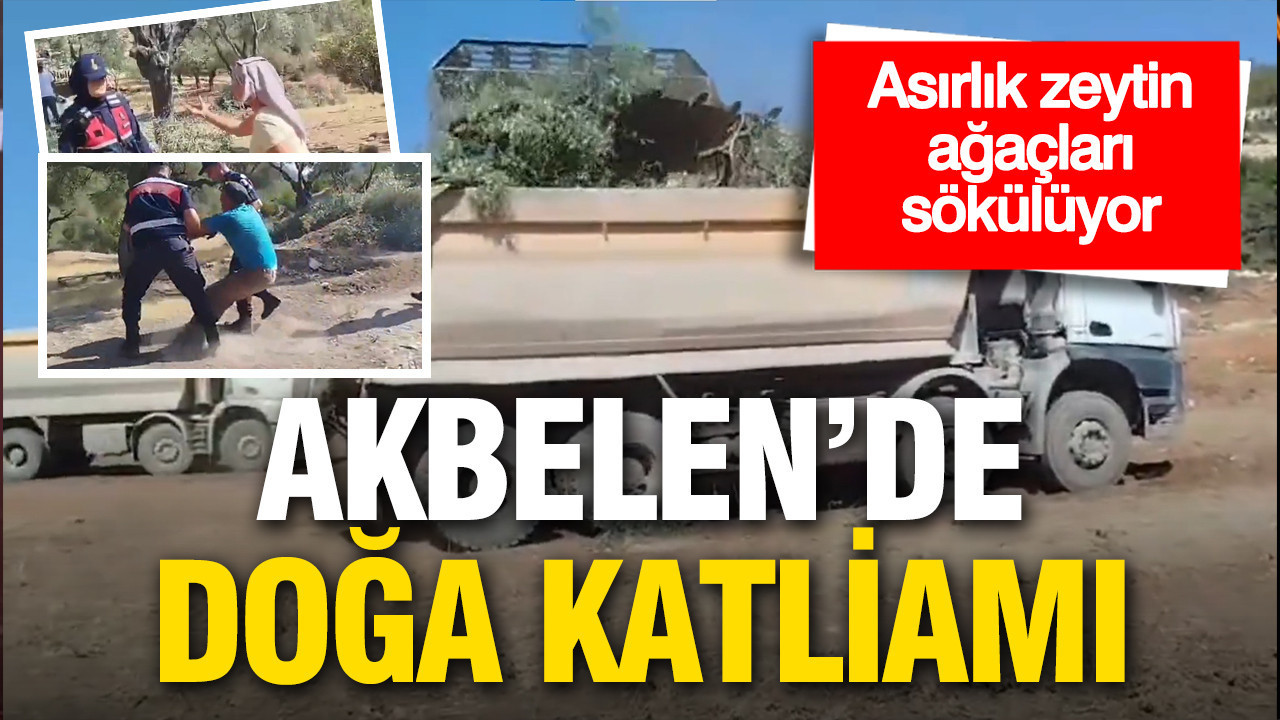 Akbelen'de doğa katliamı: Asırlık zeytin ağaçları sökülüyor