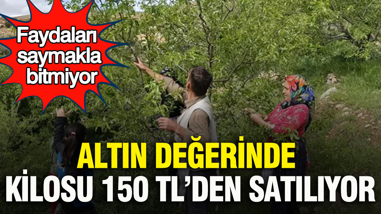Altın değerinde... Kilosu 150 TL’den satılıyor: Faydaları saymakla bitmiyor