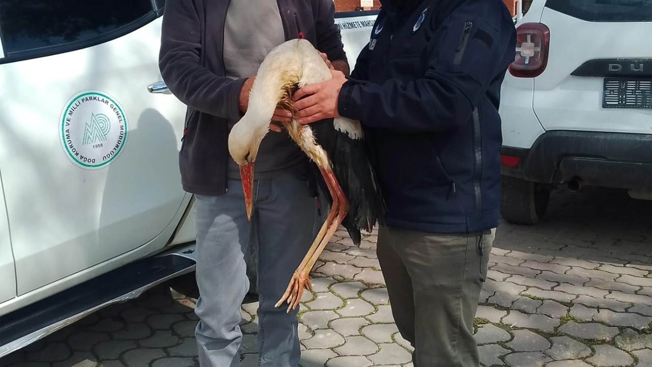 Bilecik’te yaralı olarak bulunan leylek tedavi altına alındı