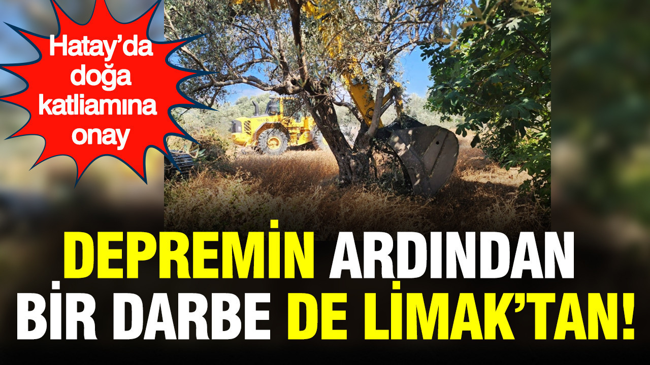 Hatay’da doğa katliamına onay verildi: Binlerce ağaç kesilecek