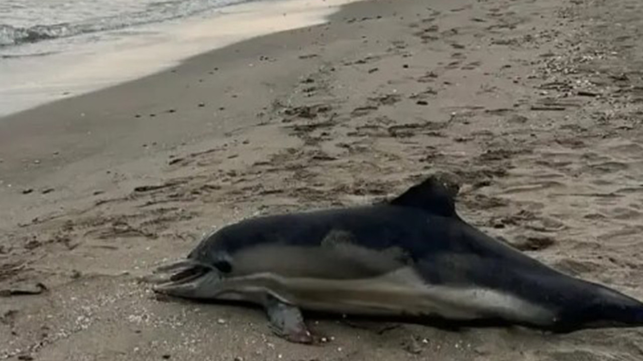 Ölü yunus sahile vurdu