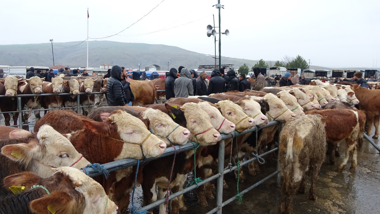 Yağışlı havaya aldırış etmediler: Hayvan pazarına yoğun ilgi