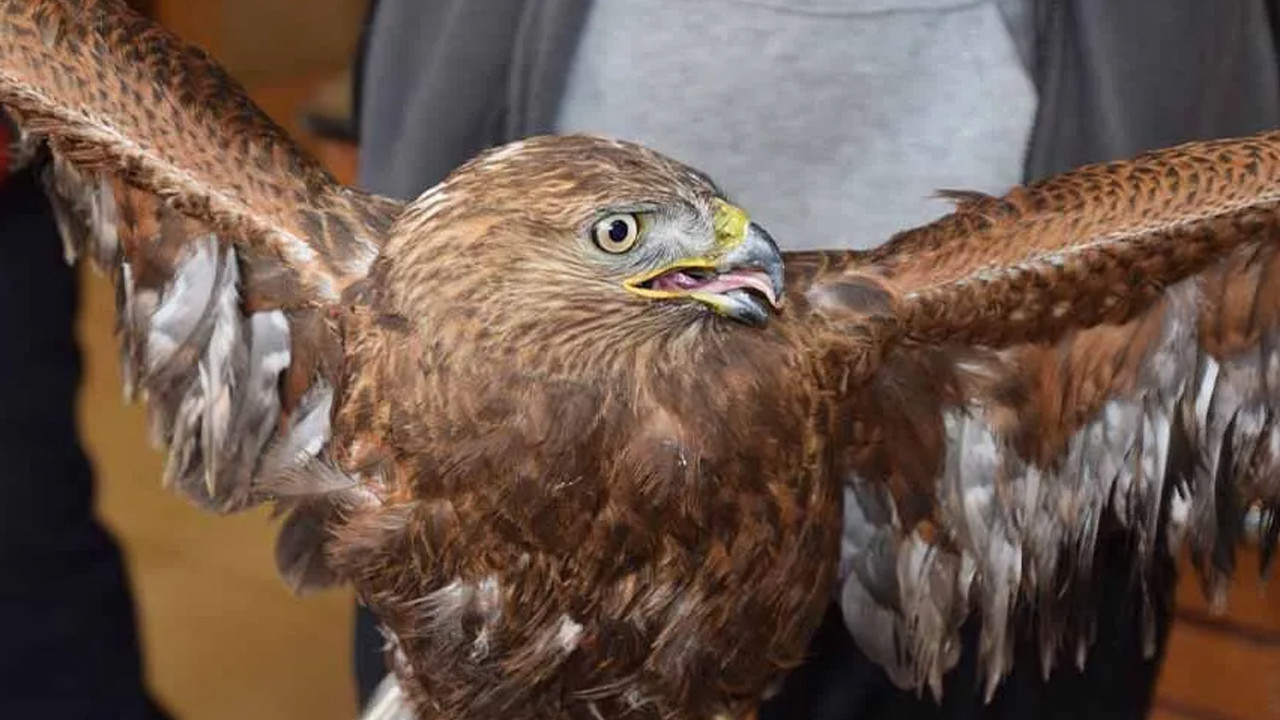 Yaralı şahin, ekiplere teslim edildi