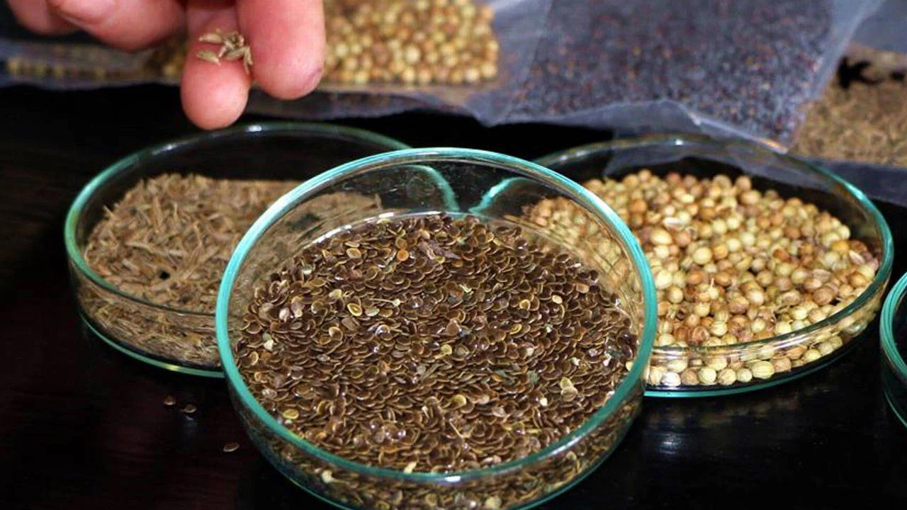 Bazı baharat ve tohum türleri ithalat denetimi kapsamına alındı