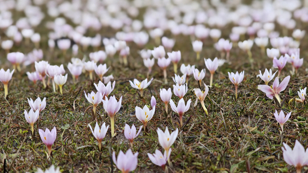 Bitlis'te 'baharın habercisi' kabul edilen çiğdemler açtı