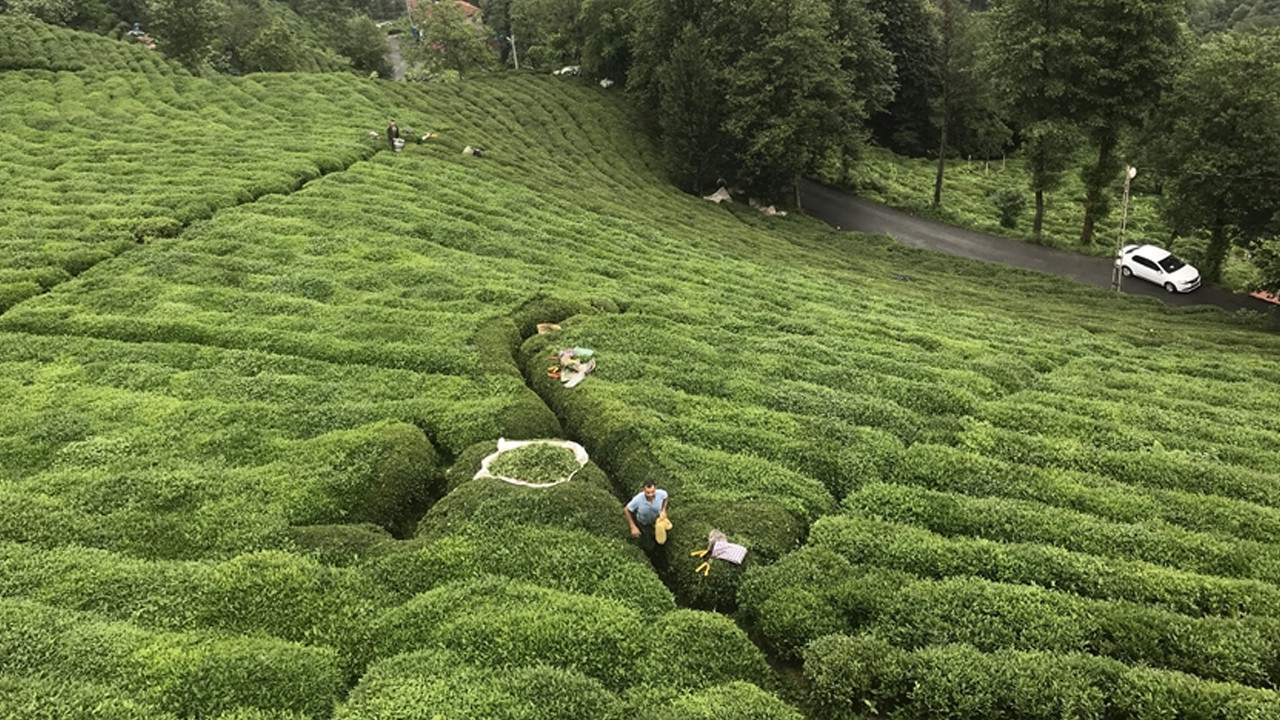 ÇAYKUR’da 150 geçici işçiye sözleşmeli kadro yolu