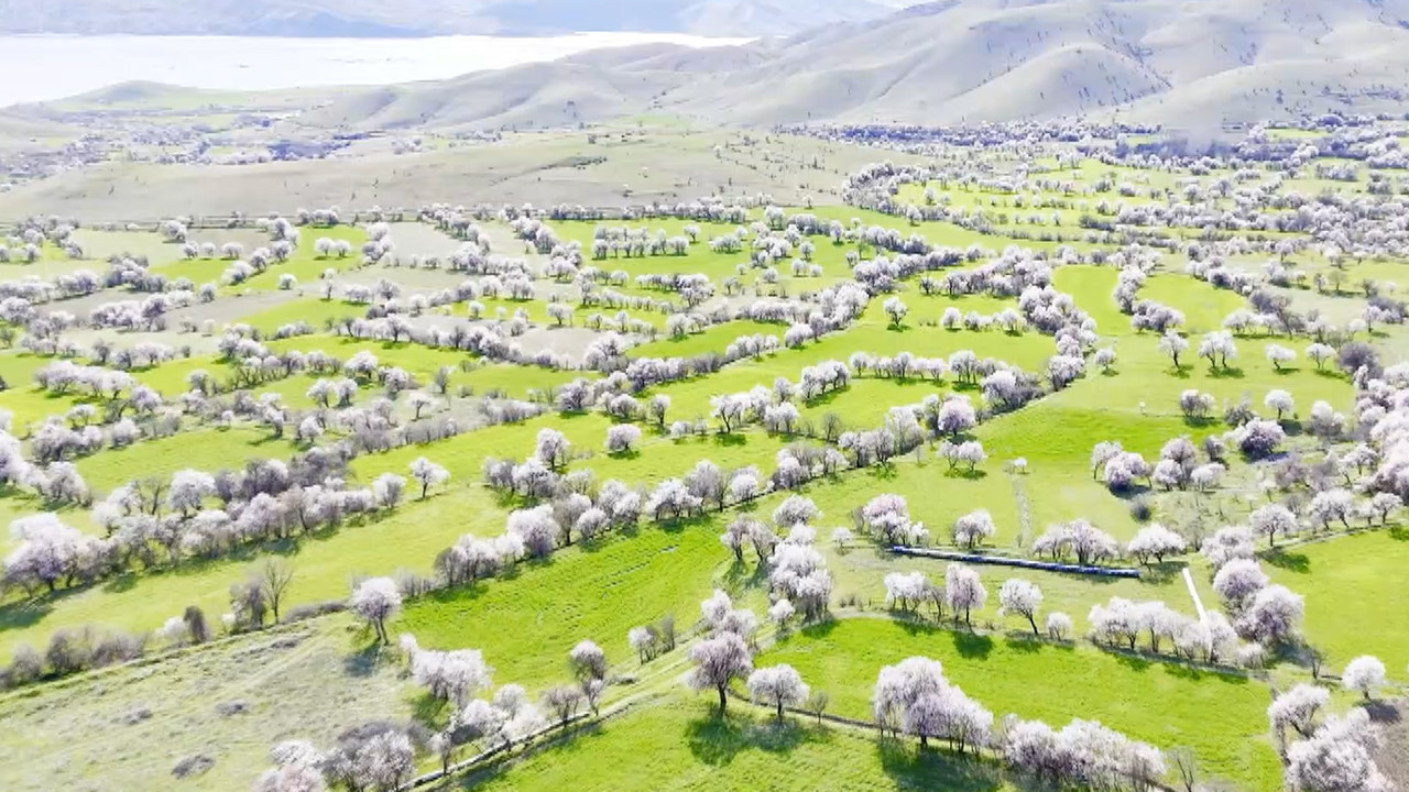 Doğa severler buraya akın ediyor: Tunceli'de Badem ağaçları beyaz gelinliğini giydi
