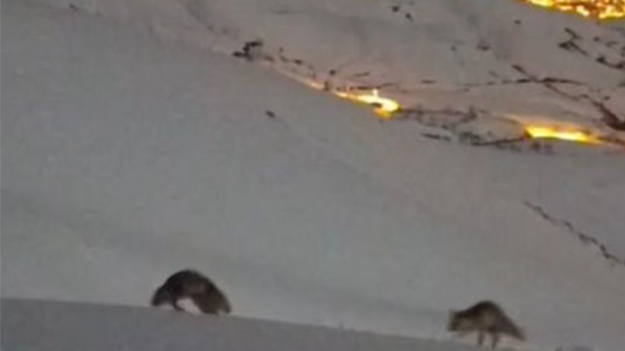 Hakkari'de tilkilerin oyunu büyük ilgi gördü