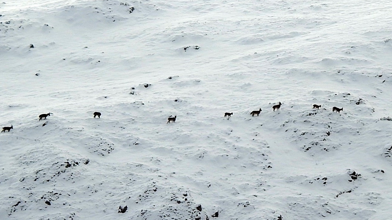 Munzur’un zirvesinde görsel şölen: Dağ keçileri karlar arasında görüntülendi