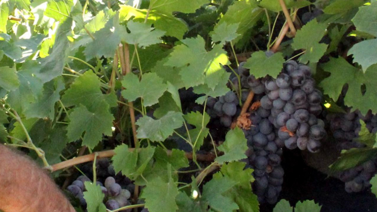 Yok olma tehlikesine karşı lezzet kalkanı: Erzincan lezzetleri tescillendi