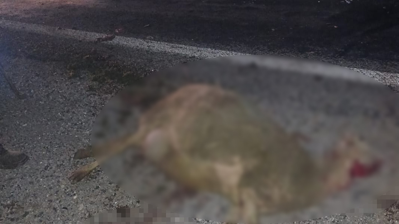 Elazığ'da otomobil koyun sürüsüne daldı: 9 koyun telef oldu