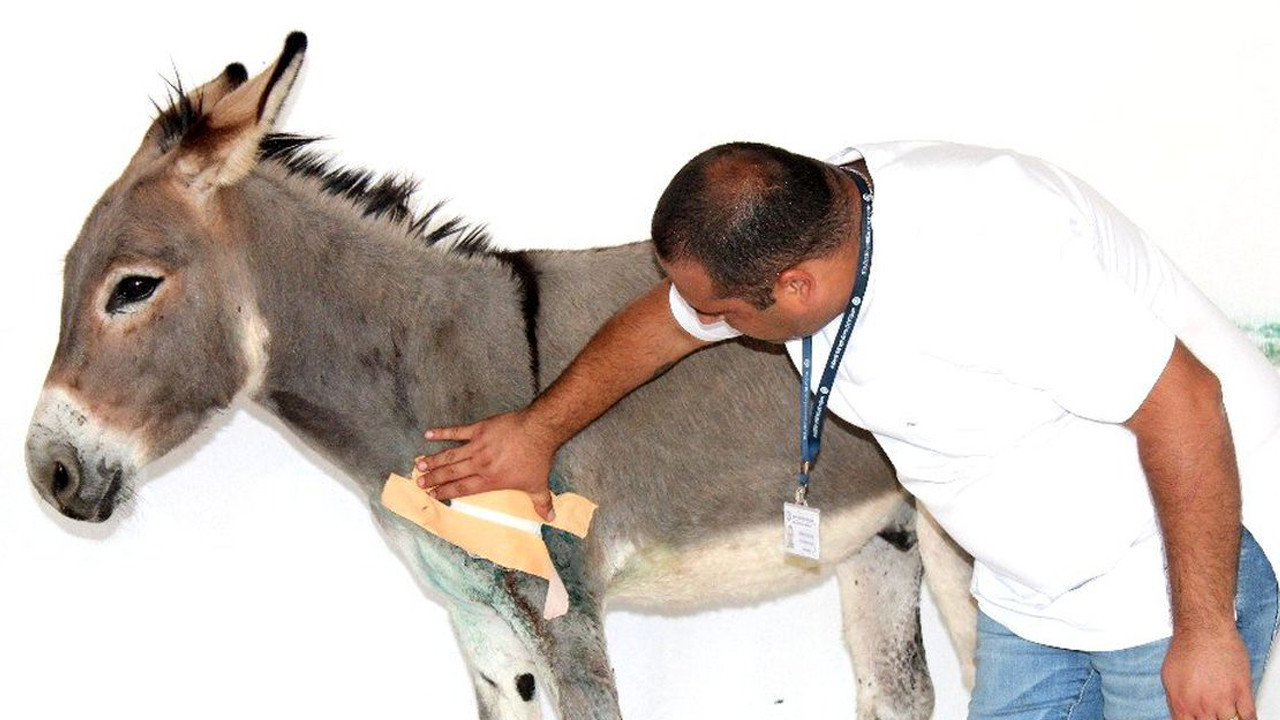 Garip yaralı bulunmuştu: Bakım merkezinin maskotu oldu